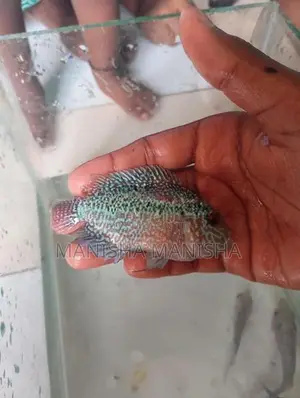 flowerhorn fish