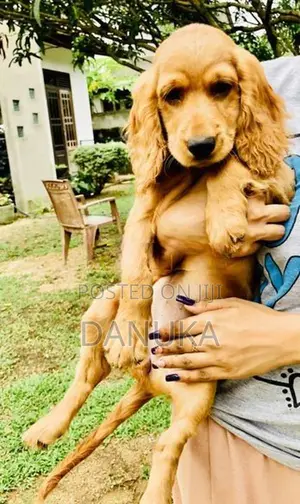 Cocker Spaniel Female puppy