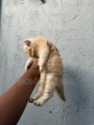 Persian kittens