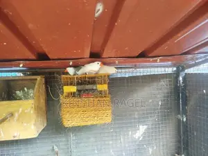 Finch Birds with Cage