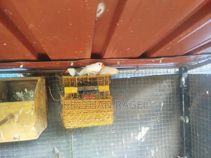 Finch Birds with Cage