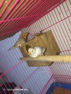 Finches Birds