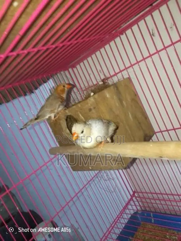 Finches Birds