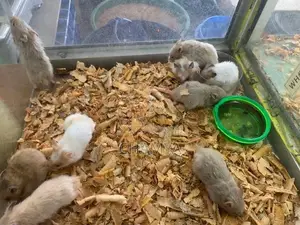 Hamsters