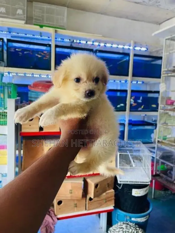 Lion Pomeranian