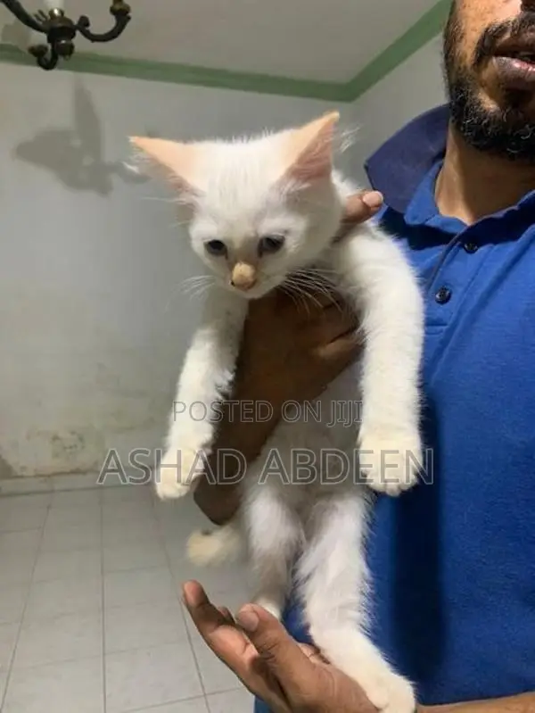 Persian Kittens
