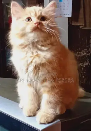 Persian cats