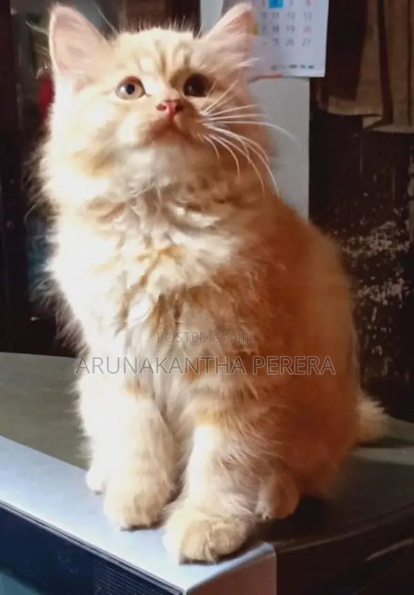 Persian cats
