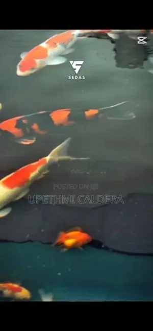 Koi Fish
