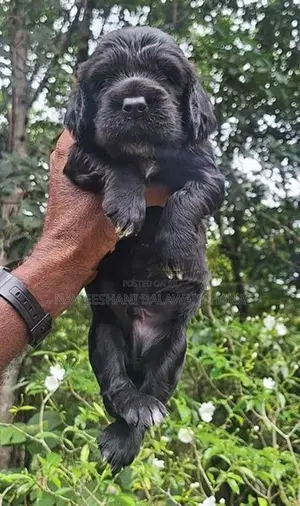 Cocker Spaniel Puppies