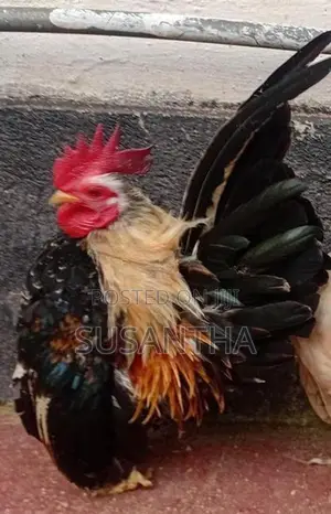 Bantam Breeding Pair