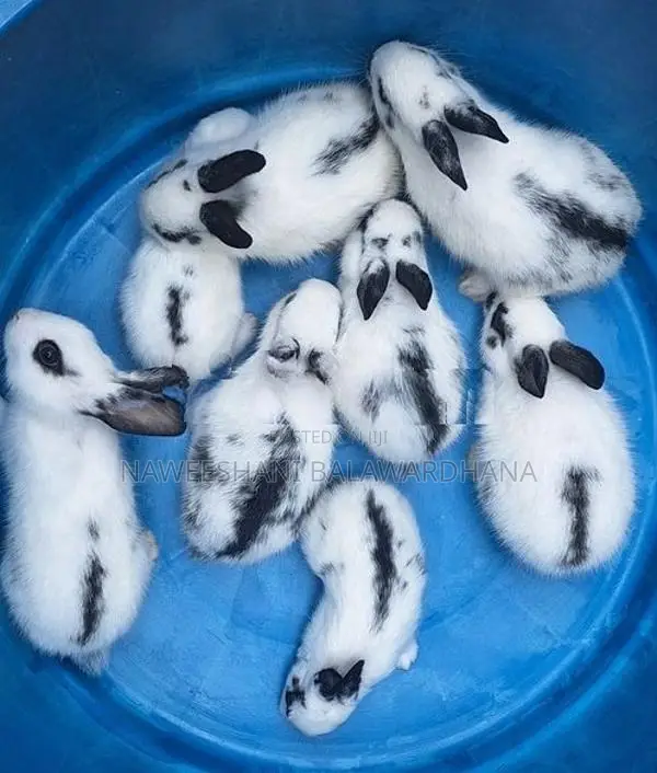 Englishpot bunnies