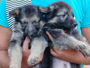 Lion Shepherd Puppies