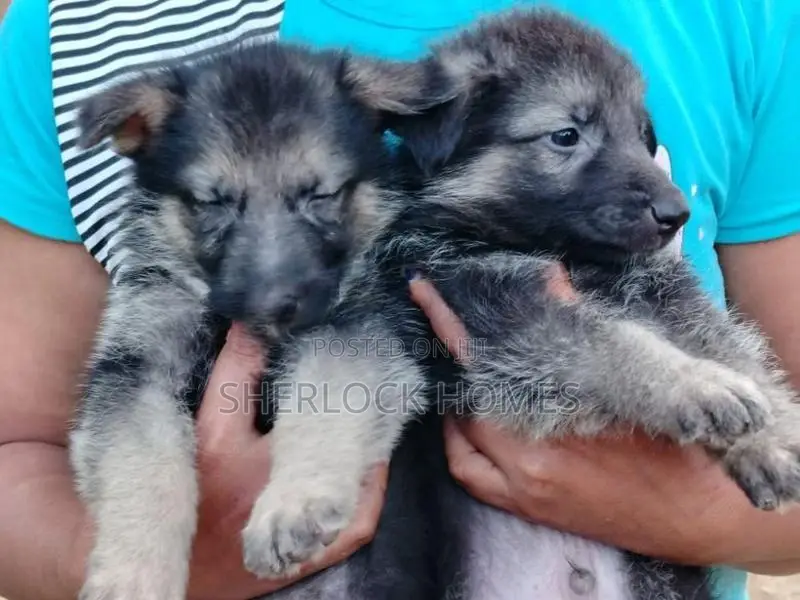 Lion Shepherd Puppies