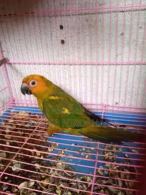 Sun Conure Bird