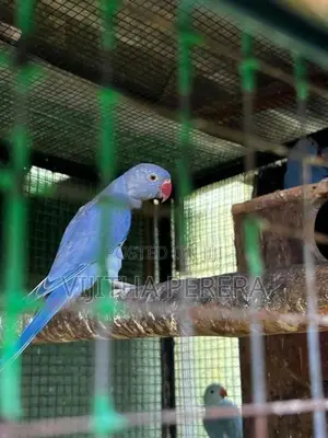 Ringneck Parrots