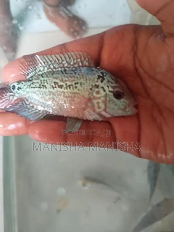 flowerhorn fish