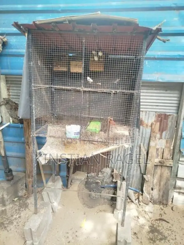 Finch Birds with Cage