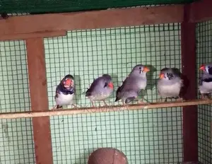 Finches Birds