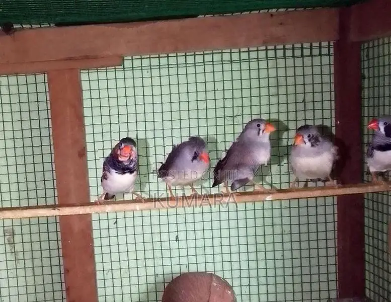 Finches Birds