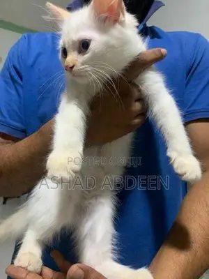Persian Kittens
