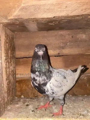 පරවියන්