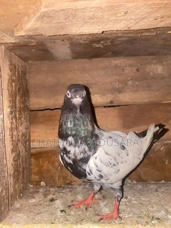 පරවියන්