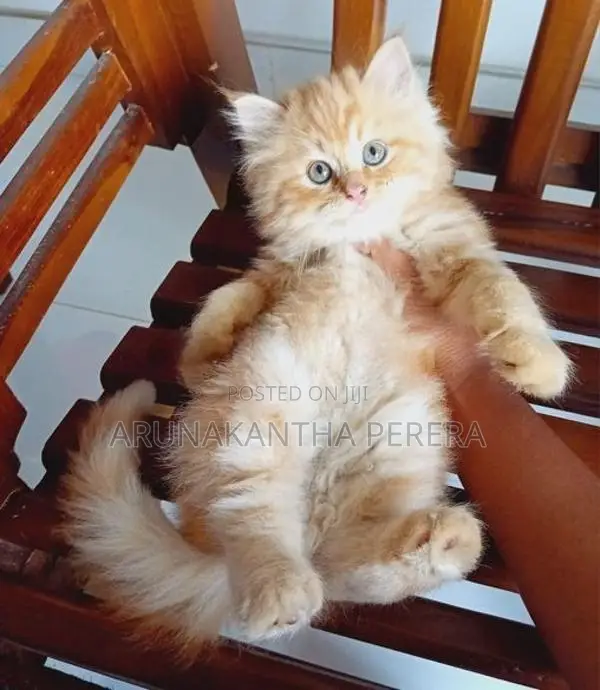 Persian cats