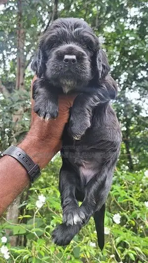 Cocker Spaniel Puppies