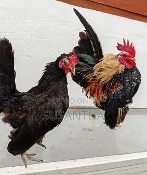 Bantam Breeding Pair
