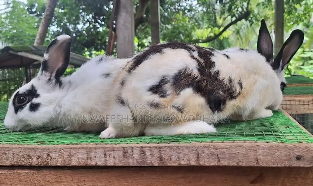 Englishpot bunnies
