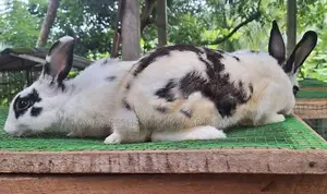 Englishpot bunnies