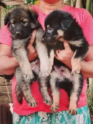 Lion Shepherd Puppies