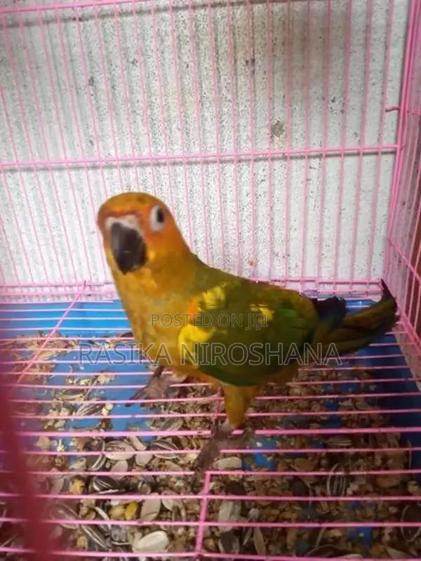Sun Conure Bird
