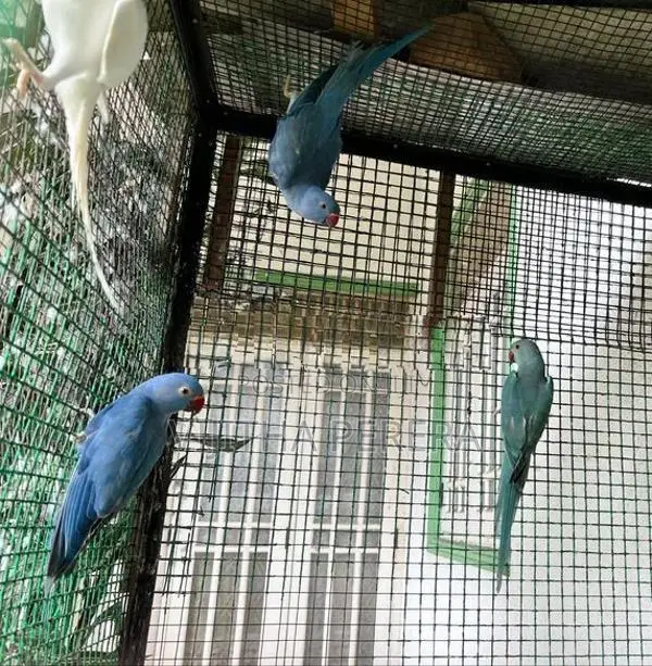 Ringneck Parrots
