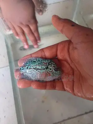 flowerhorn fish