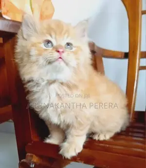 Persian cats