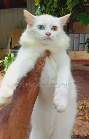 Persian cats