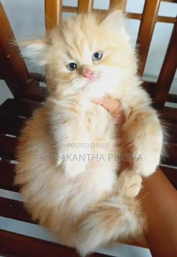 Persian cats
