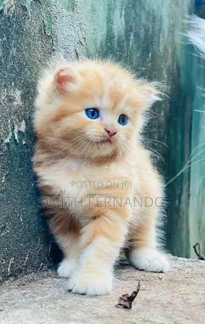 Persian cat