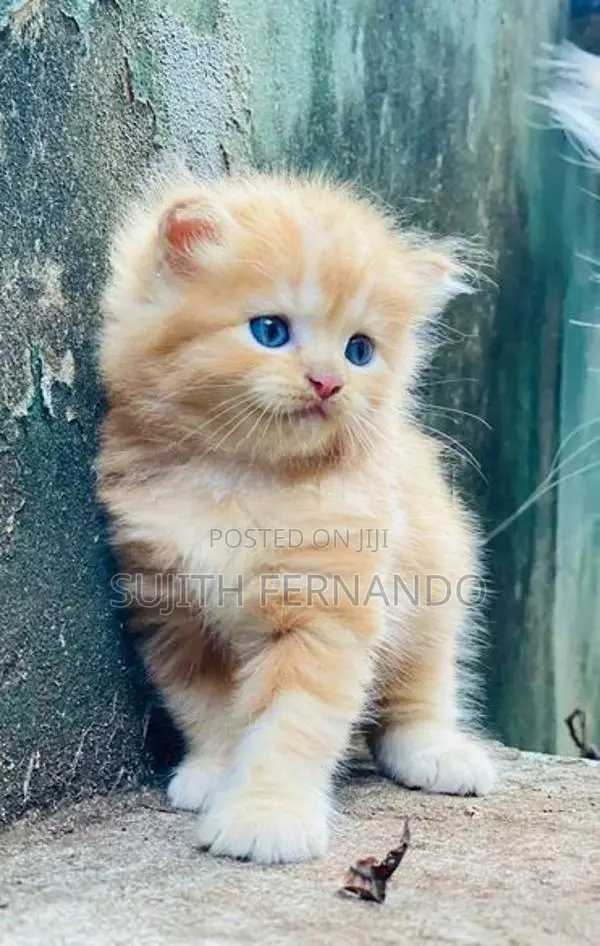 Persian cat