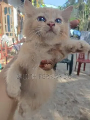 Persian cat