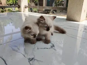 Persian cat