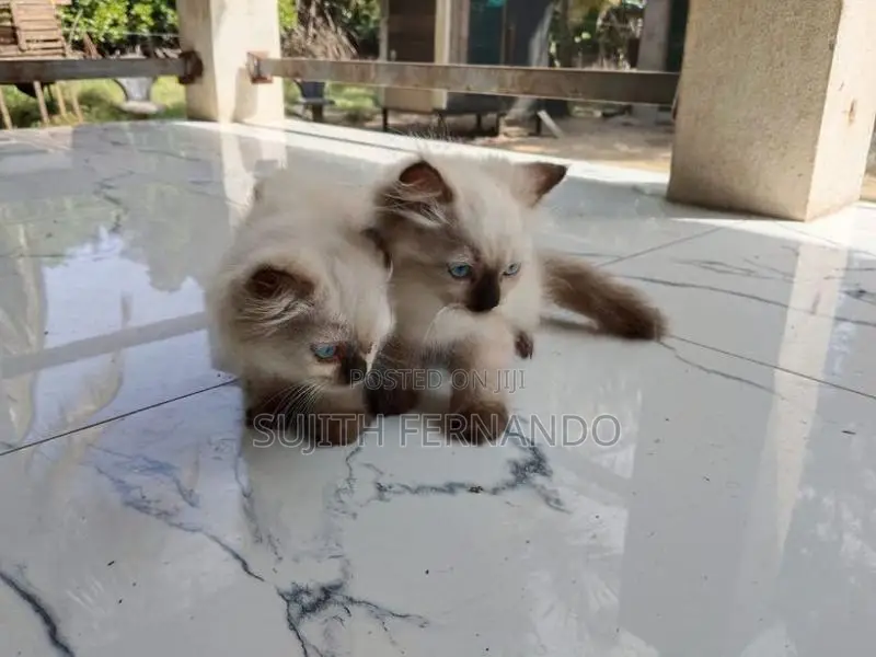 Persian cat