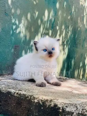 Persian cat