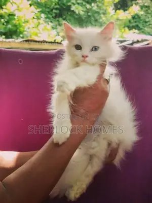 ඔරිජිනල් පර්සියන් පුස් පැටවුන්