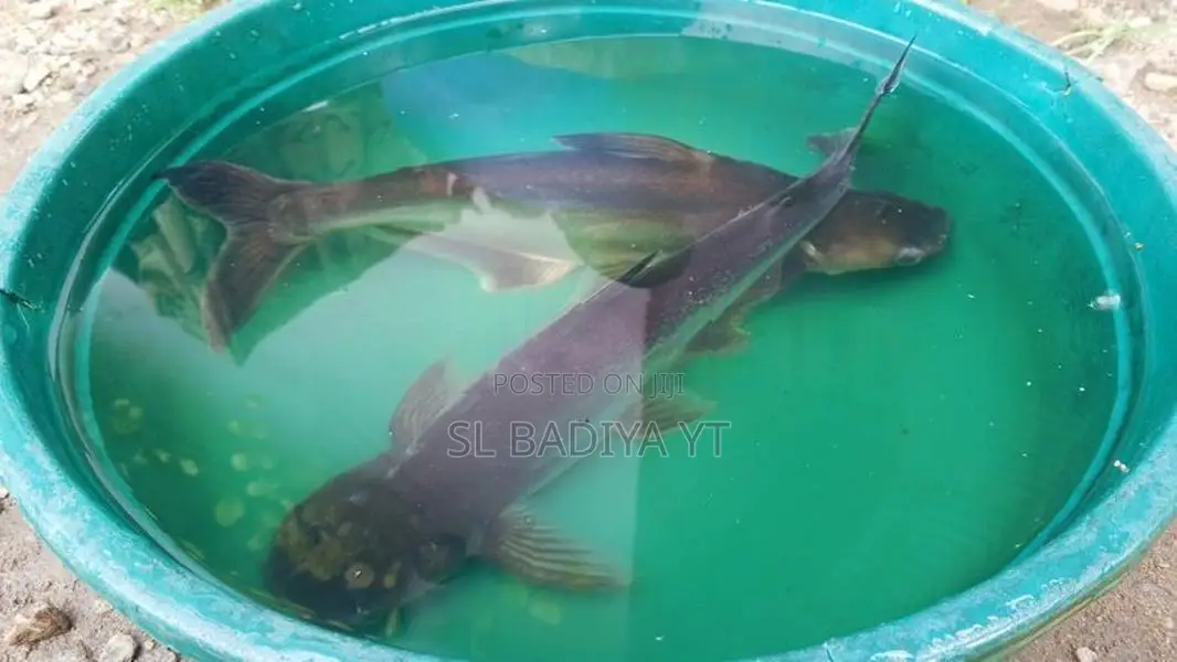 Cat Fish
