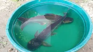 Cat Fish