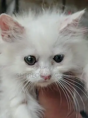 ඔරිජිනල් පර්සියන් පුස් පැටවුන්