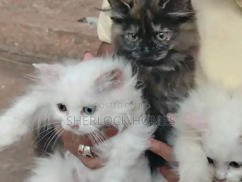 ඔරිජිනල් පර්සියන් පුස් පැටවුන්